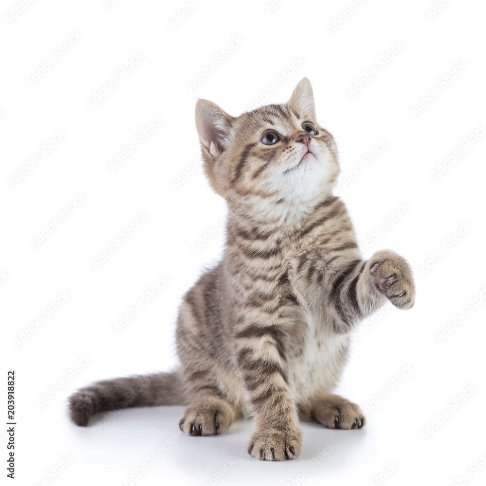 playful scottish kitten cat looking up. isolated on white background playful scottish kitten cat looking up. isolated on white background