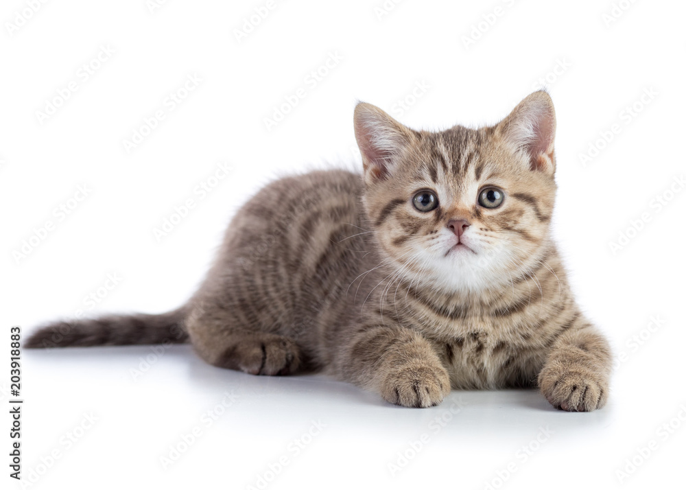 Lying kitten cat isolated on white background