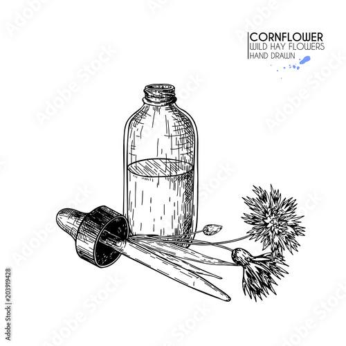 Hand drawn set of essential oils. Vector cornflower flower. Medicinal herb with glass dropper bottle. Engraved art. Good for cosmetics, medicine, treating, aromatherapy, package design health care.