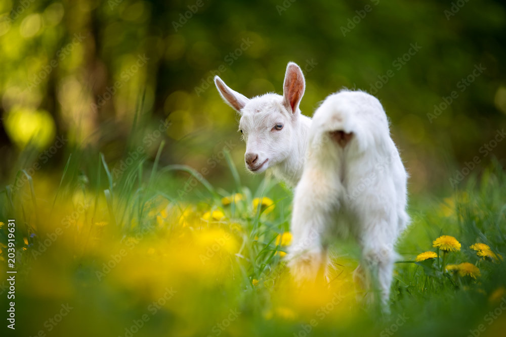 Goat on a pasture