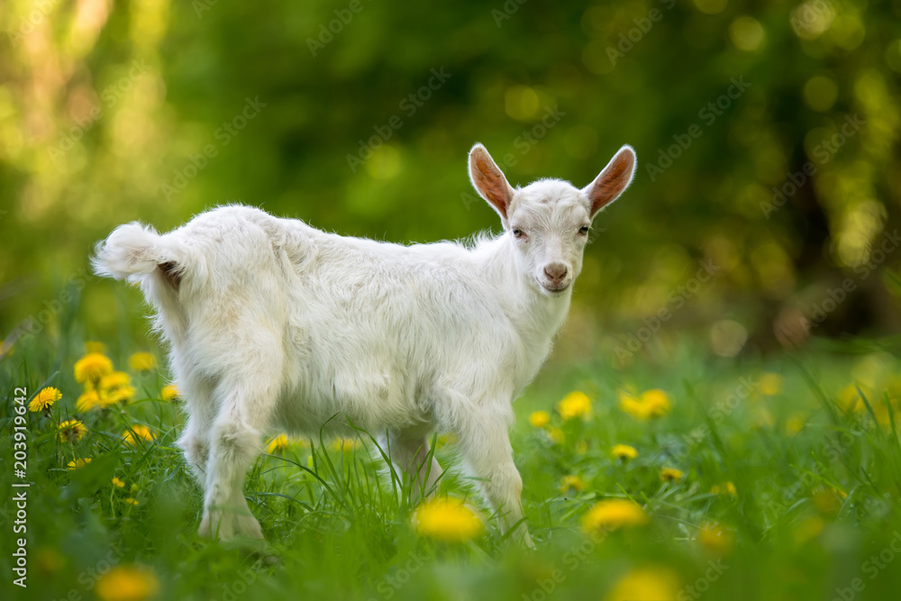 Goat on a pasture Goat on a pasture