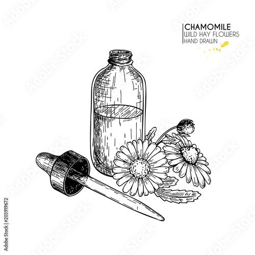 Hand drawn set of essential oils. Vector camomile flower. Medicinal herb with glass dropper bottle. Engraved art. Good for cosmetics, medicine, treating, aromatherapy, package design health care.