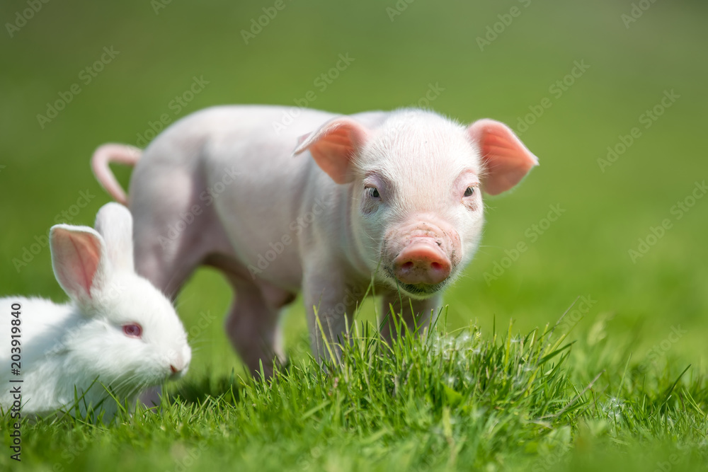 Piglet and white rabbit on spring green grass on a farm Piglet and white rabbit on spring green grass on a farm