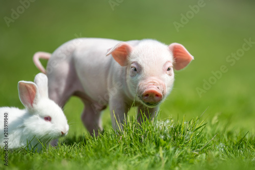 Piglet and white rabbit on spring green grass on a farm