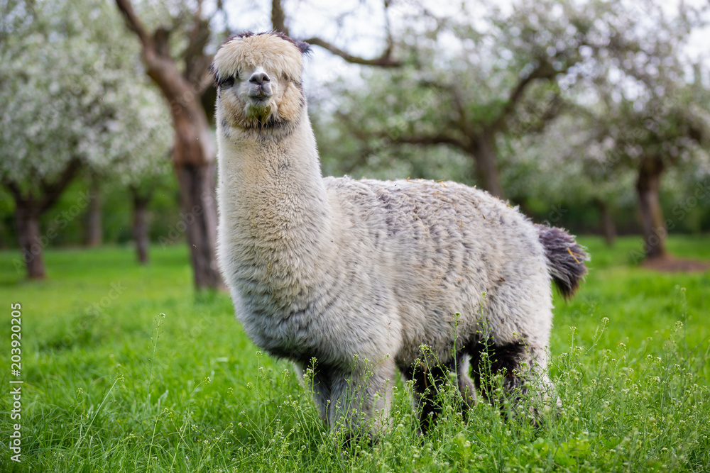 Fototapeta premium Adult Alpaca in the bosom of nature, South American mammal