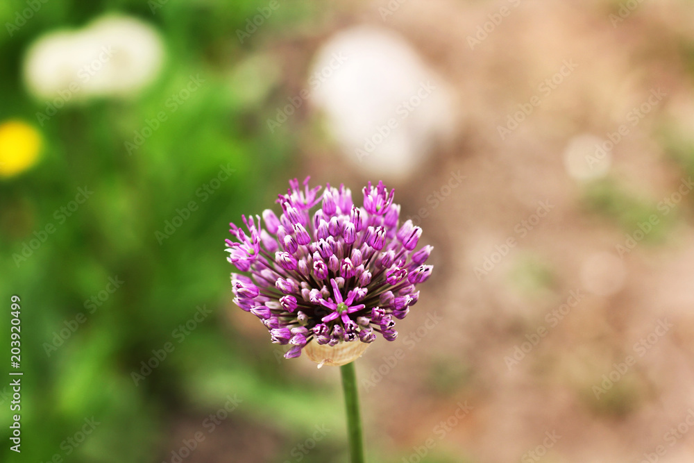 Bow. Allium. Violet bow. Garden. Bow. Allium. Violet bow. Garden.