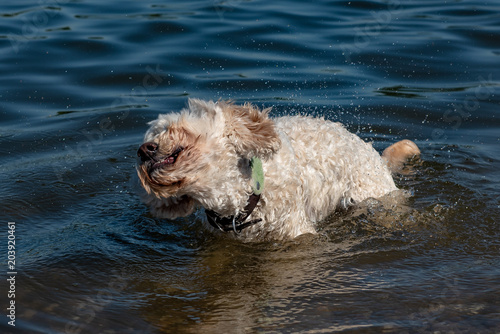 Hund badet im Meer © abr68