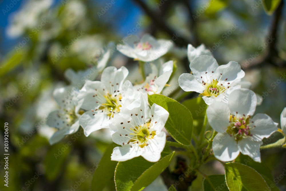 white flowers on a flowering tree in the spring under sunlight
