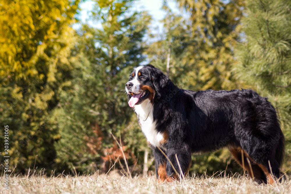 Bernese mountain dog posing outside. Bernese mountain dog posing outside.