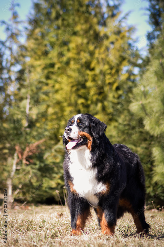Bernese mountain dog posing outside.