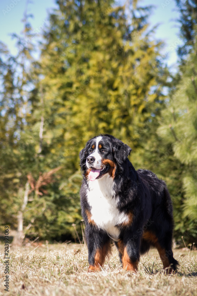 Bernese mountain dog posing outside.