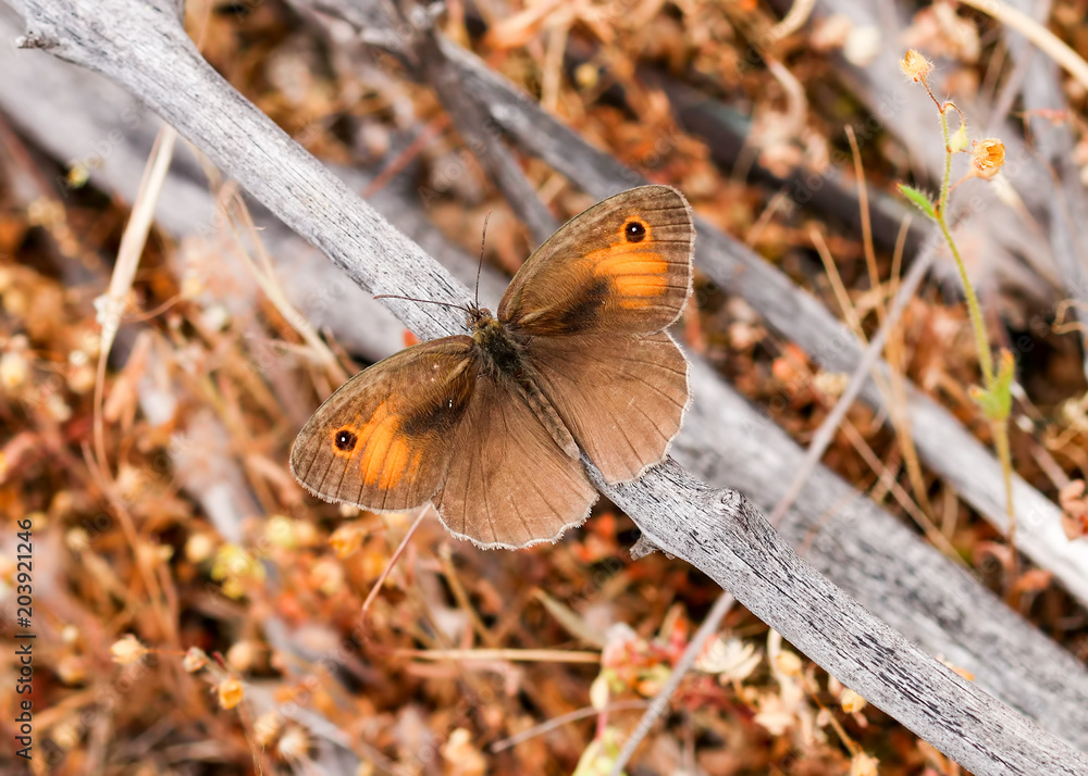 Obraz premium Butterfly in nature