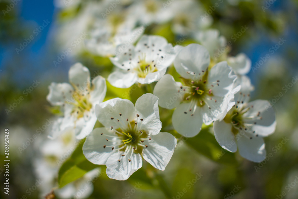 white flowers on a flowering tree in the spring under sunlight white flowers on a flowering tree in the spring under sunlight