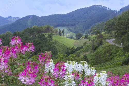 Field of spider flowers  Cleome Spinosa  on a green hill top in Chiang Mai.