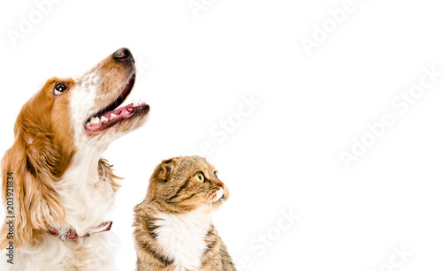 Portrait of a dog Russian Spaniel and cat Scottish Fold, isolated on a white background