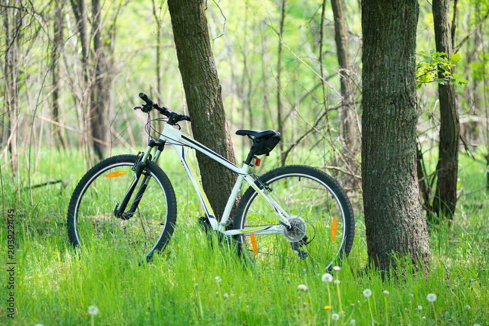 Bicycle stands near a tree among green grass
