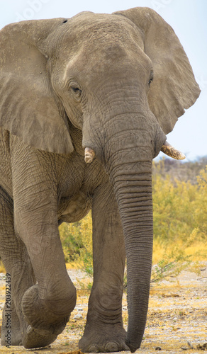 Elefant freilebend, Etosha-Nationalpark, Namibia