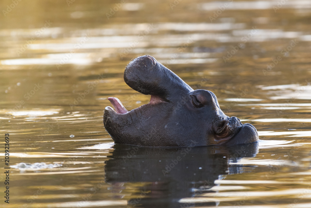Fototapeta premium Hippopotamus , Kruger National Park , Africa