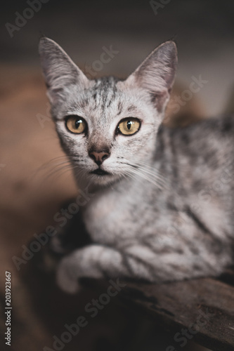 Closeup of beautiful gray cat with yellow eyes © stryjek