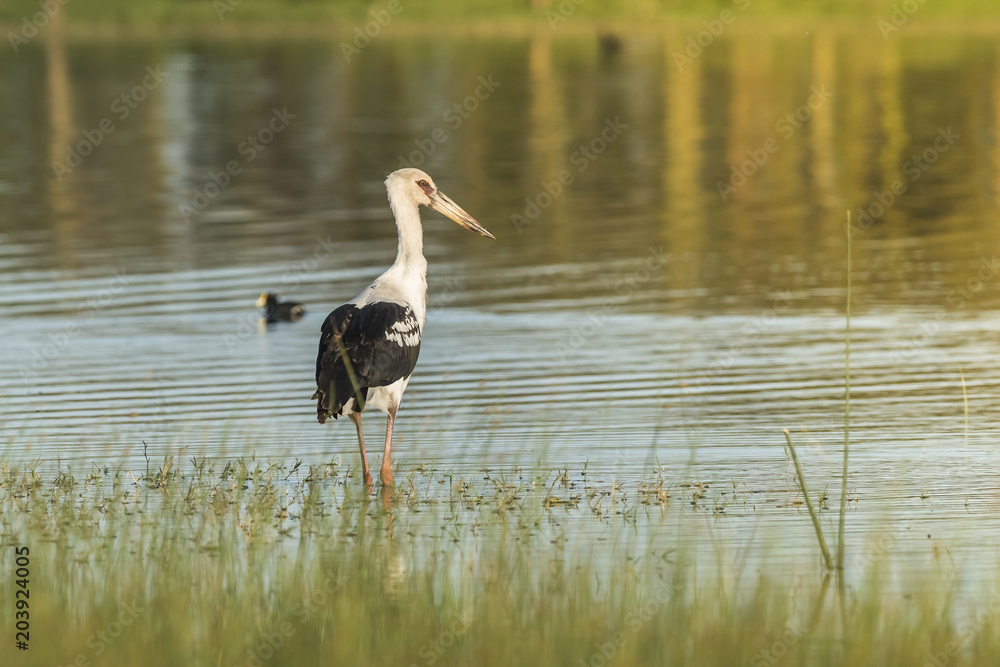 Fototapeta premium Maguari Stork, Argentina