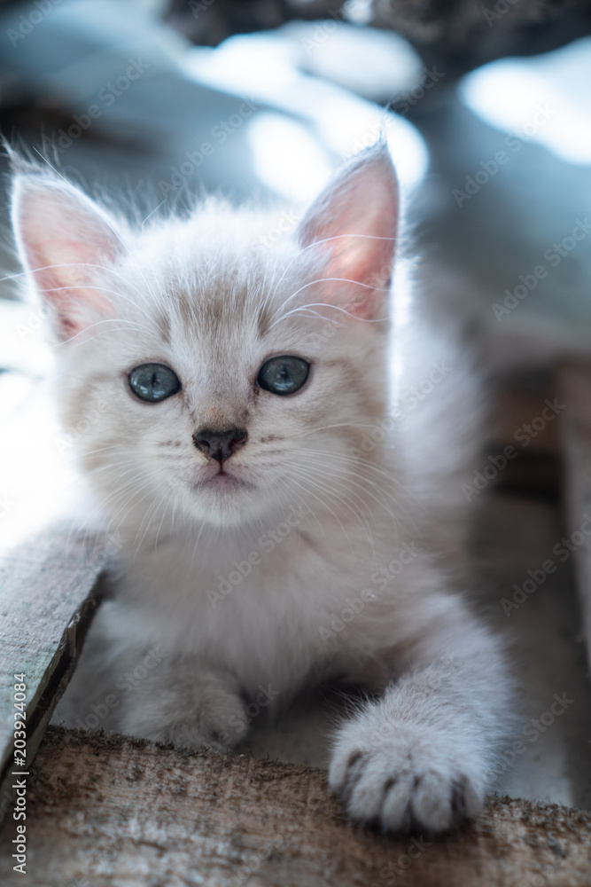 Small adorable kitten with blue eyes outdoor