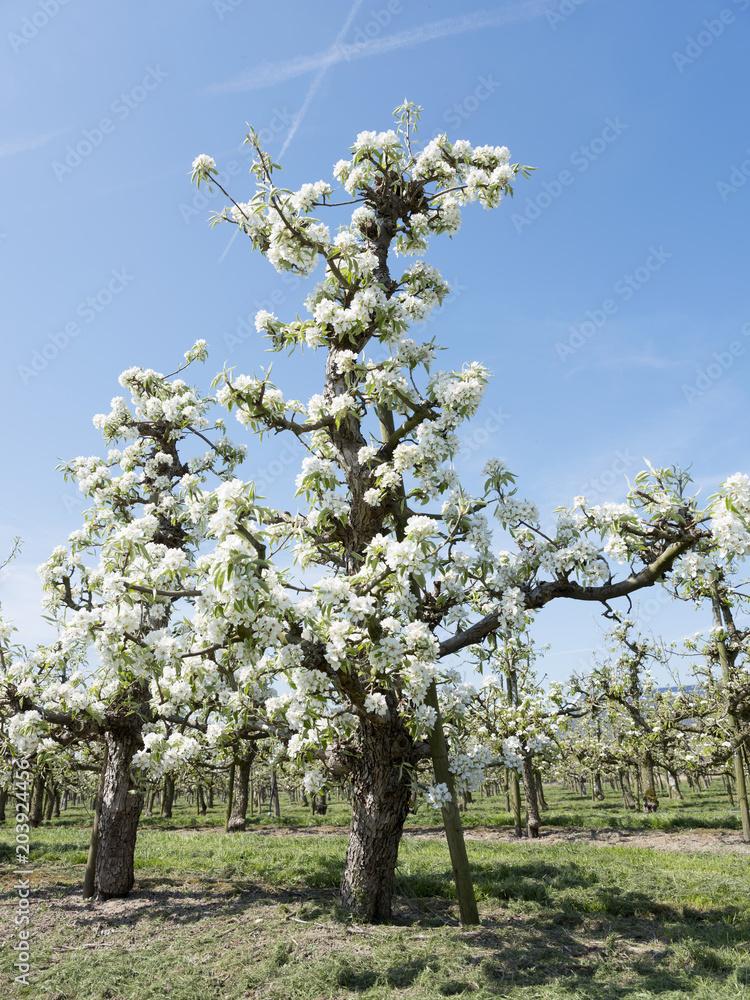 beautiful white apple blossoms in dutch orchard near utrecht in holland beautiful white apple blossoms in dutch orchard near utrecht in holland