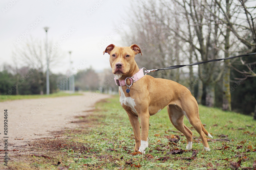 American pitbull terrier. Strong dog in action.