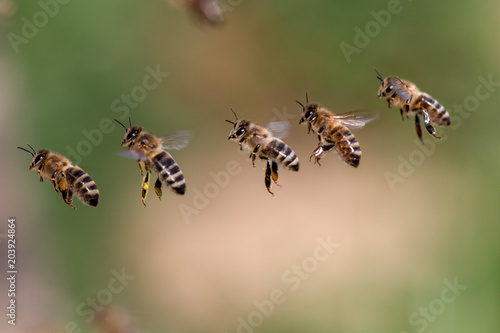 Fliegende Gruppe Bienen in einer Reihe vor unscharfem Hintergrund