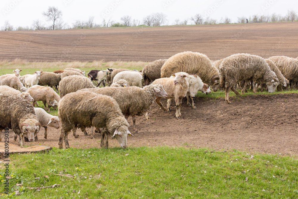 Sheep and goats graze on green grass in spring Sheep and goats graze on green grass in spring