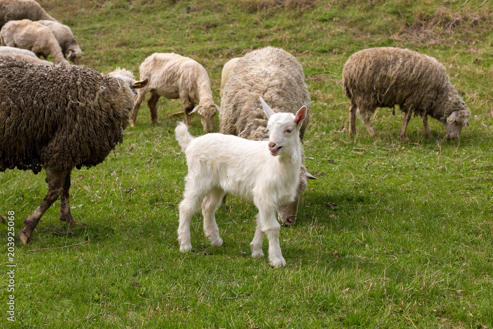 Sheep and goats graze on green grass in spring	