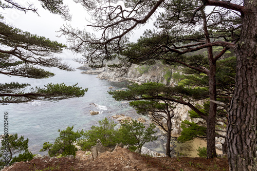 Beautiful seascape with pine trees near peninsula Gamow, Russia, Primorsky krai photo