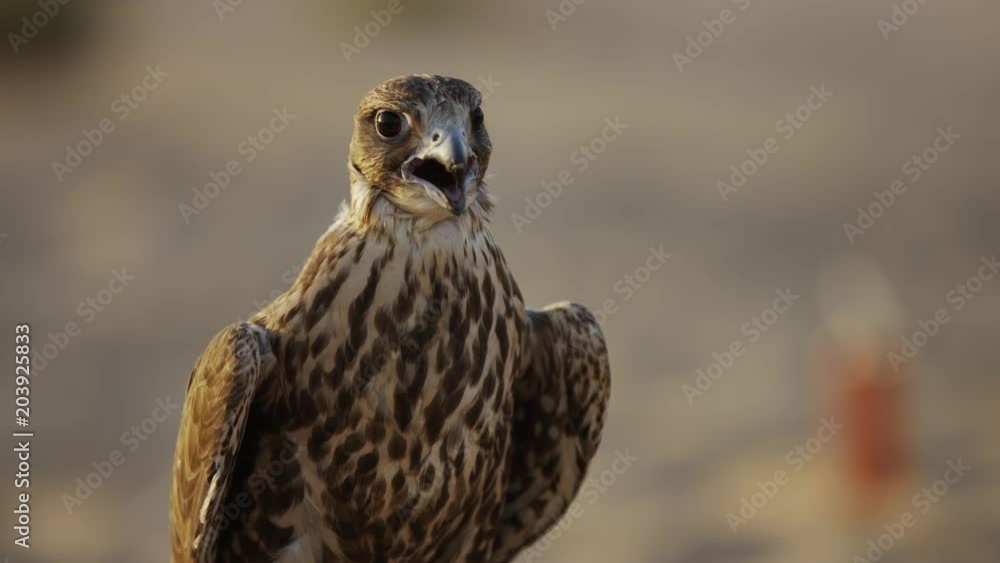Falcon feeling hot in the desert Falcon feeling hot in the desert