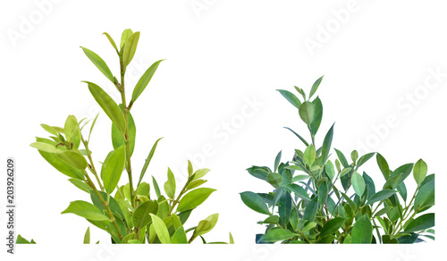 Trees with only green leaves The concept of decoration with leaves.(Clipping Path)