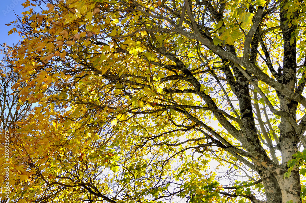 branches of tree with yellow foliage in autumn branches of tree with yellow foliage in autumn