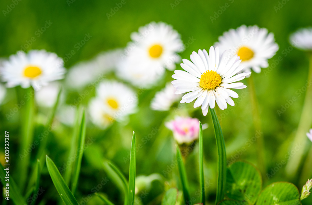 Close up of white daisies on spring meadow green grass.