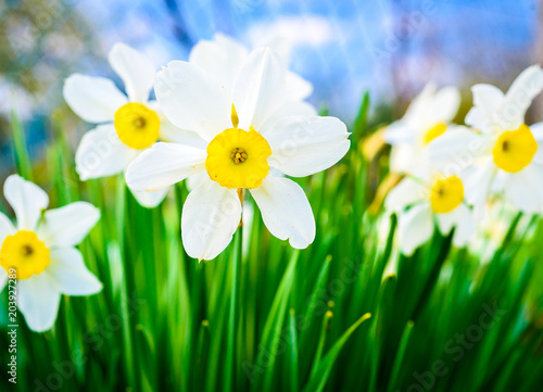 Beautiful white and yellow daffodils in garden photo