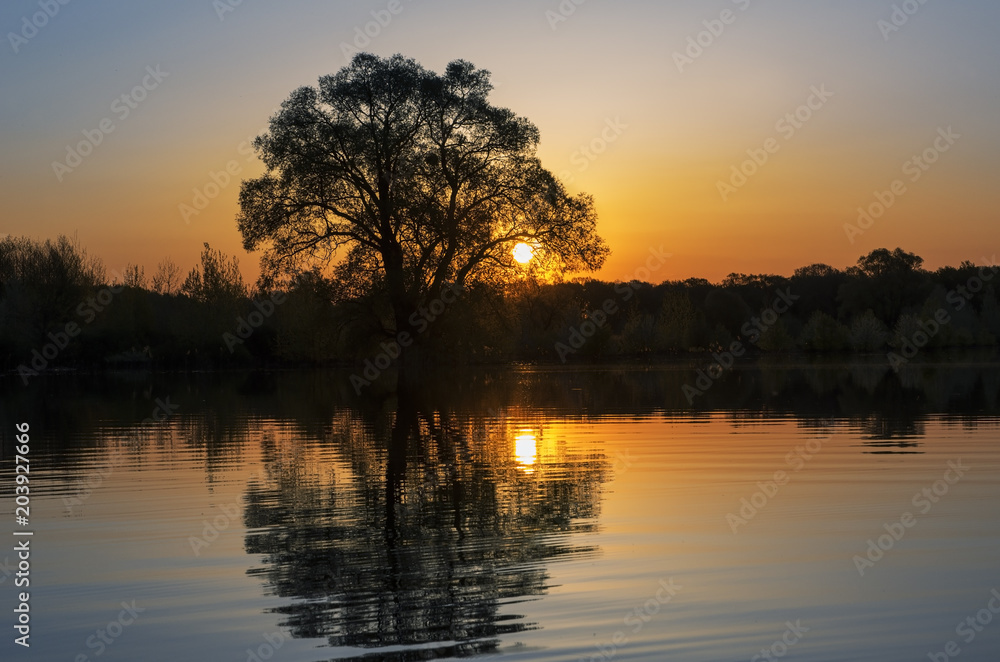 Silhouette of a tree with reflection in water on a sunset background