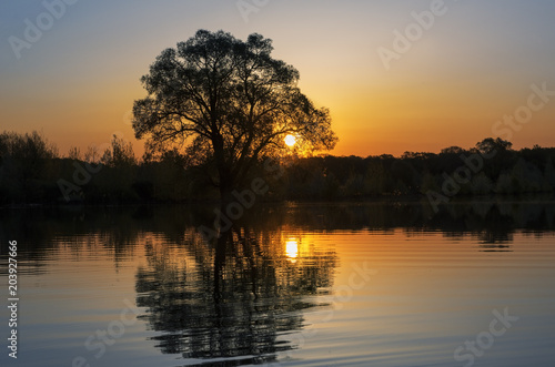 Silhouette of a tree with reflection in water on a sunset background