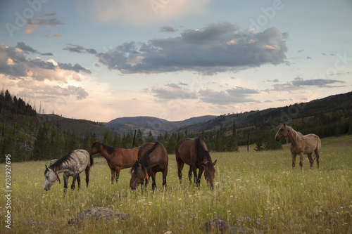 Horses in a Meadow