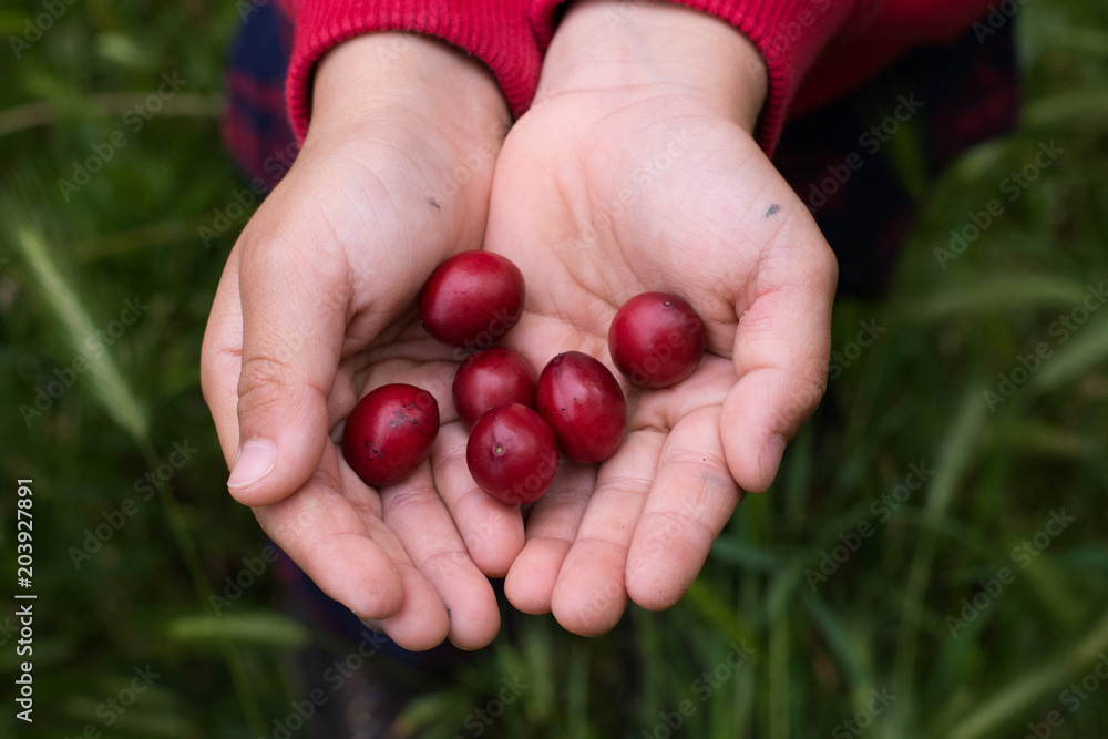 CLOSE UP CHILD HANDS HOLDING RED FRUITS ON GREEN GRASS BACKGROUND CLOSE UP CHILD HANDS HOLDING RED FRUITS ON GREEN GRASS BACKGROUND