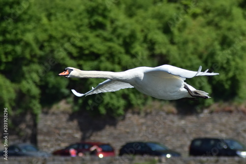 fliegender Schwan photo