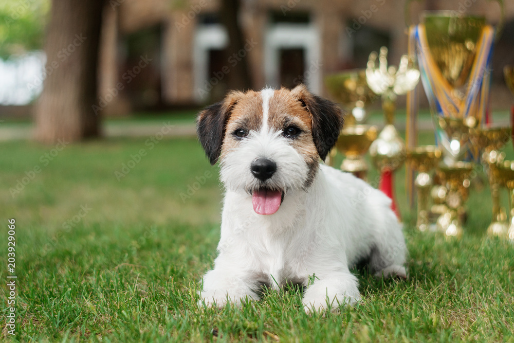 Jack russell dog portrait	