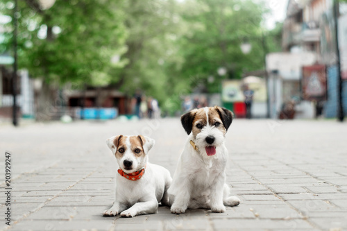 Jack russell dog family portrait	