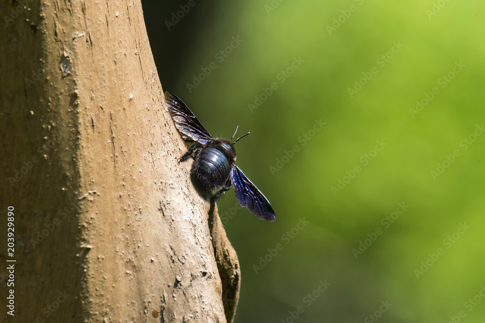 Violet carpenter bee sits on a tree (Xylocopa violacea) Violet carpenter bee sits on a tree (Xylocopa violacea)