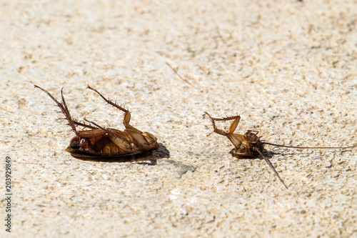 American cockroach threw the body and split in two (Periplaneta americana)