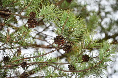 Pine branch with cones.