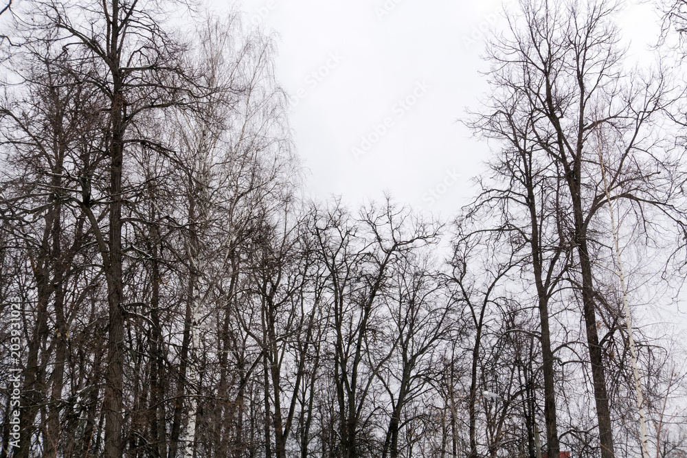 Leafless branches of park winter trees Leafless branches of park winter trees