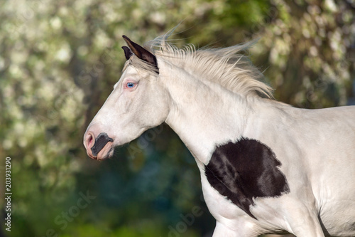 Pinto horse portrait in motion © callipso88