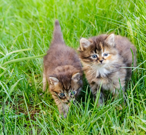 Two small kitten walking on the green grass.