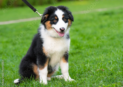 Happy Aussie dog sitting at meadow with green grass in summer or spring. Beautiful Australian shepherd puppy 3 months old. Cute dog enjoy playing at park outdoors.